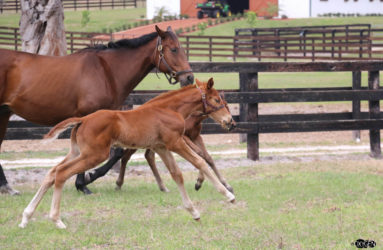 Ocala yearling and weanling care