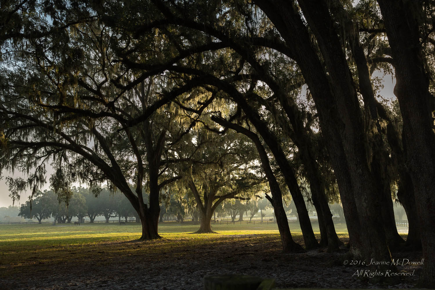 Pleasant Acres Stallions