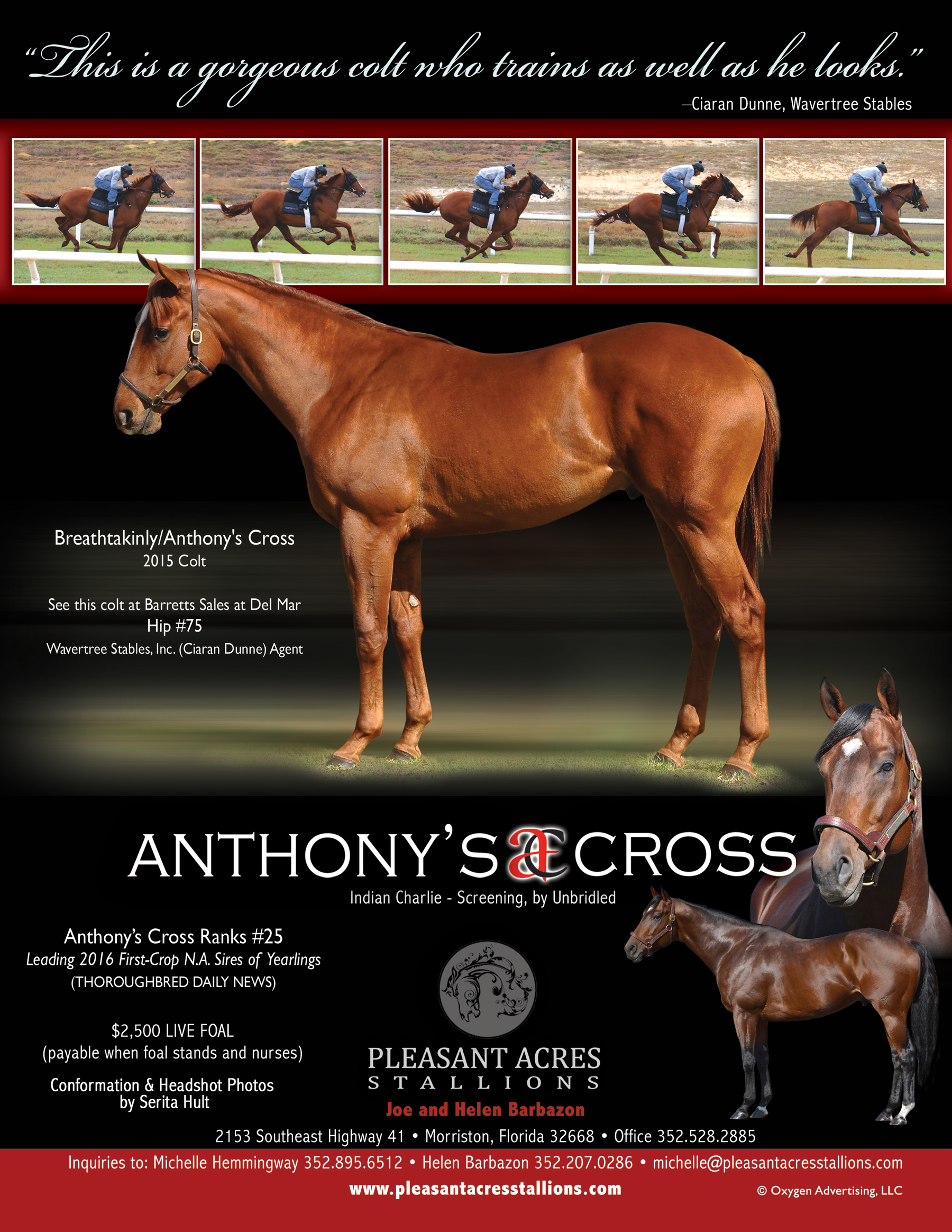 Anthony’s Cross | Pleasant Acres Stallions