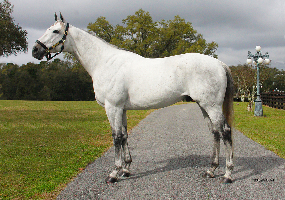 Stallions-Squadron-A | Pleasant Acres Stallions