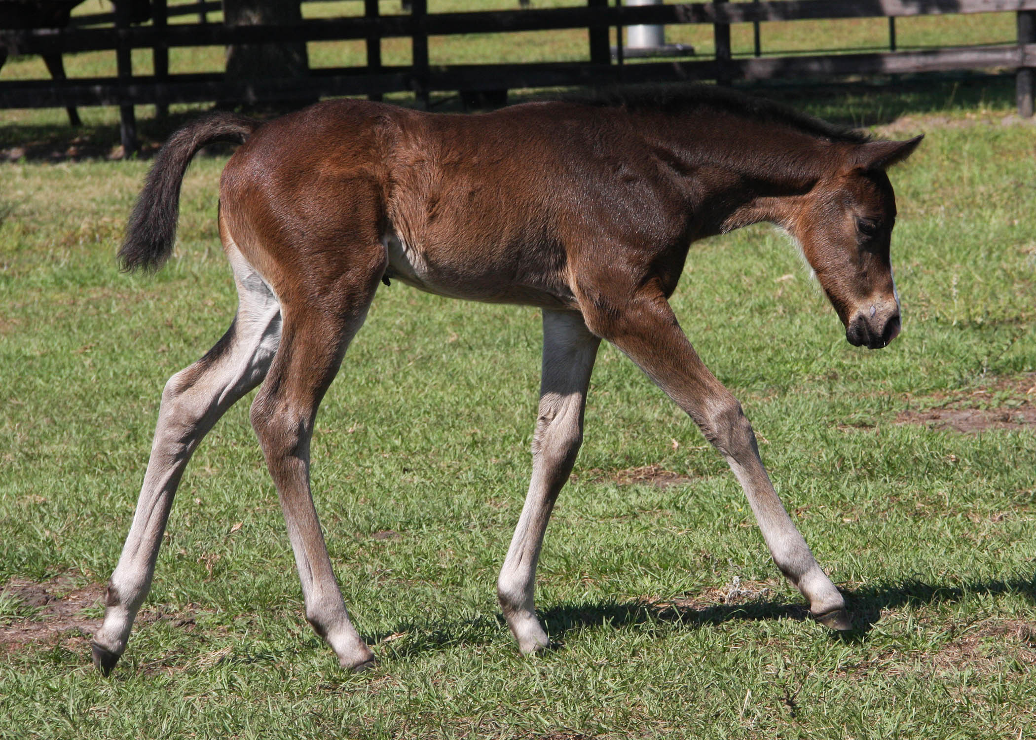 Neolithic-Spectacular Sight Filly | Pleasant Acres Stallions