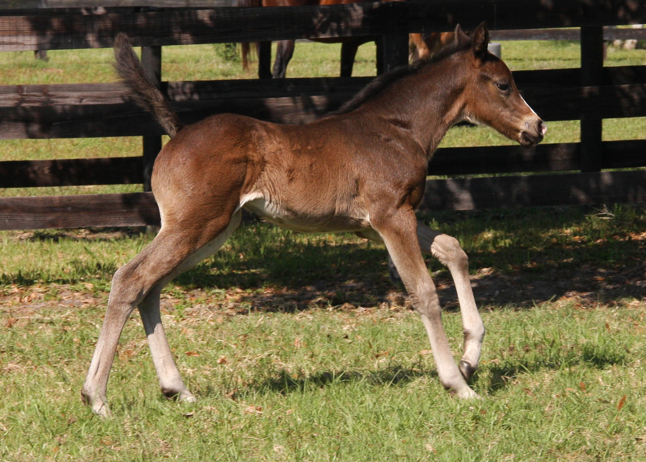 Pleasant Acres Farm | Neolithic Foals