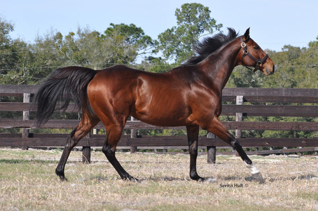 Ocala Stallion Breeder, Thoroughbred Breeding, Mare Care, Yearling