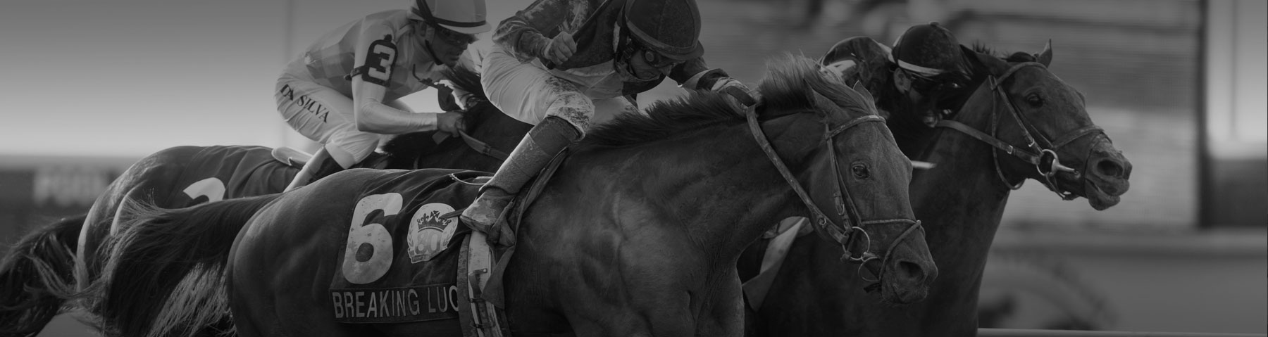 StallionHeader-Breaking-Lucky